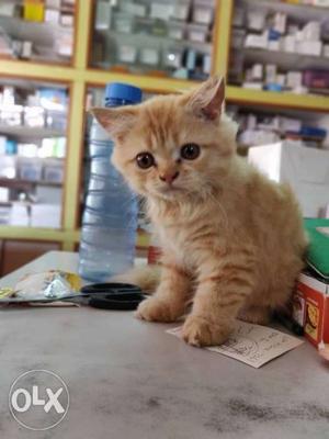 I want to sell my cute little kitten very active