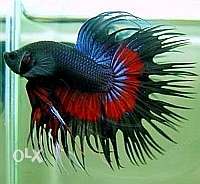 Imported Betta Fish