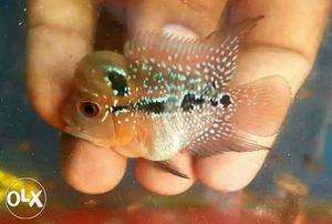 Imported Flowerhorn directly From Thailand at 150
