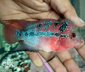 Imported srd flowerhorn with ball head and good