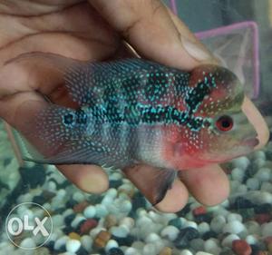 Imported srd flowerhorn with ball head and pearls