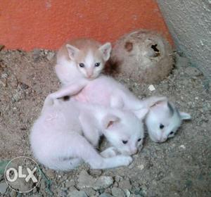 IndianBreed(Age,2weeks)Kittens-Chennai!