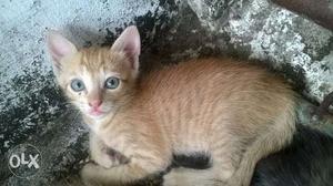 Kitten Pair Kottayam