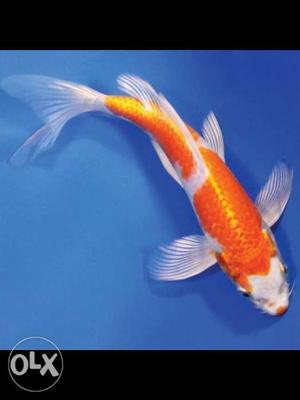 Koi big size 12 inches 4 numbers for sale