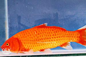 Koi carp for sale