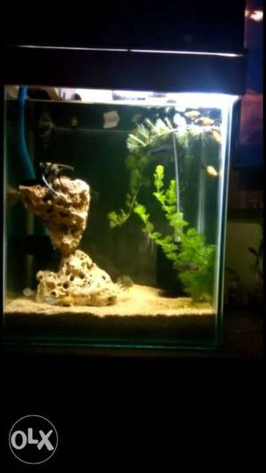 Live planted aquariam for sell