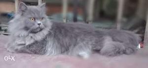Long - Hair Cut Russian Blue Cat Urgent Sell Price