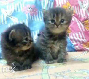Long coated home breeds kitten available