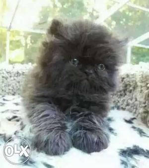 Long-fur Ash Grey Kitten