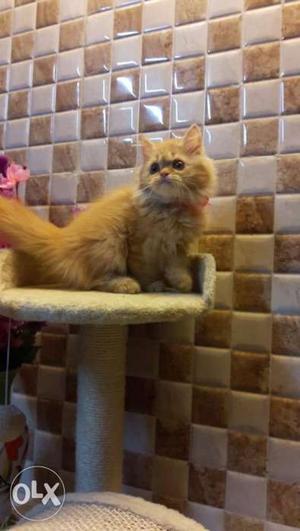 Long-fur Orange Persian Cat