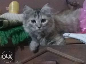 Long fur very friendly female cat 8month for sale