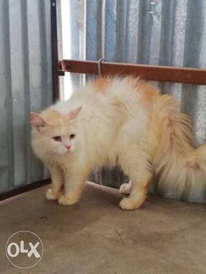 Long-haired White And Orange Cat