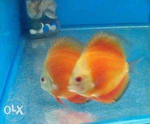 Malayasian Discus Fish available with hobbist