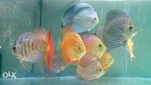 Malaysian discus available we supply all over