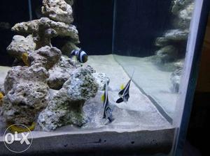Marine Fish Tank Aquarium We Make Aquariums Asper