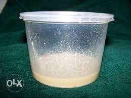 Micro worm culture. Best food for fish babys.