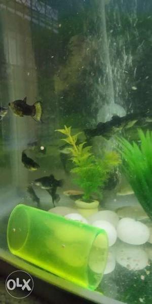 Molly fish babies 7 months old 10 peice at 350rs