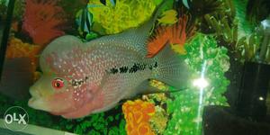 Monster Kok male 5 inch in size good shape and
