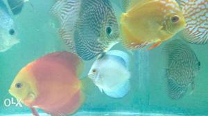 NA DISCUS Available