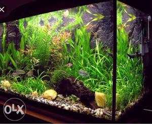 Need fish tank upto 700 if available ping me