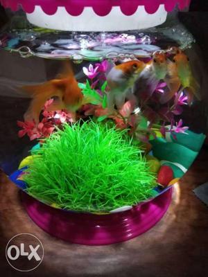 New just 1 week old fish bowl with all filter