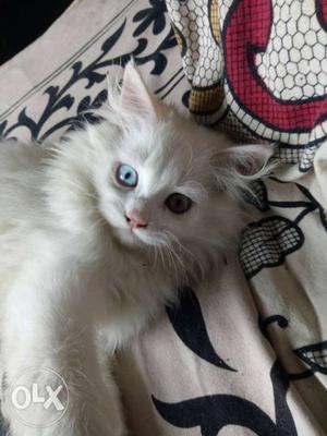 Odd eyes persian male cat
