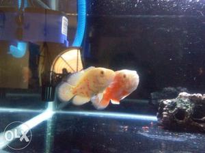 One albino and fire red oscar for sale