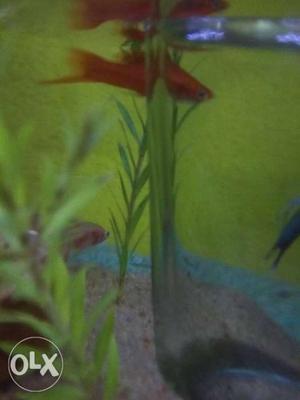 One swordtail and one Surpae Tetra for sale.