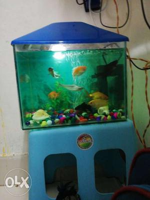Only 15 days used new 1 feet aquarium with
