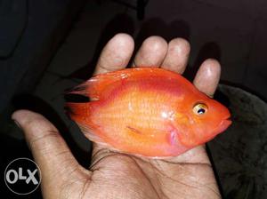 Orange And Yellow Salt Water Fish