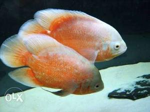 Orange Oscar fishes 5&5.5 ench