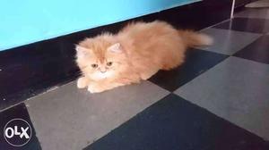 Orange Persian cat