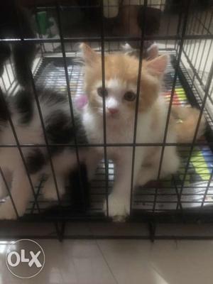 Orange, White, And Black Tabby Kittens