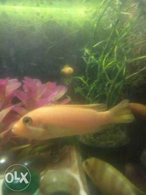 Orange cichlid for sale