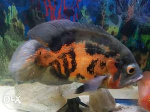 Orange oscar Aquarium Fish with allah name emerged over her