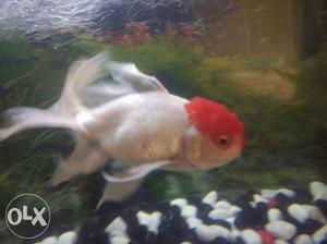 Orenda red cap gold fish 5 inch.. very healthy