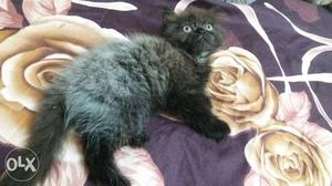 Parsain kitten 2 month old
