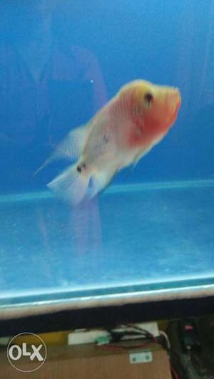 Peach And White Flowerhorn Cichlid