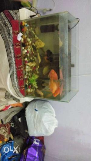 Perrot fish 1 per 800 only exchange available