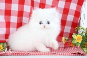 Persain Kitten White Good Condition Breed