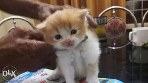 Persian Cat Kitten 1 month old, blue eyes