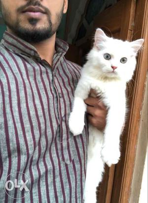 Persian Kitten Female Odd Eyes For Sale