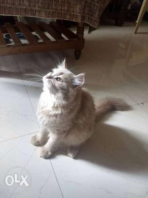 Persian Kitten (Male)