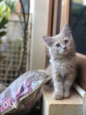 Persian Kitten Male For Sale