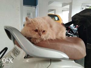 Persian Male cat available for meeting