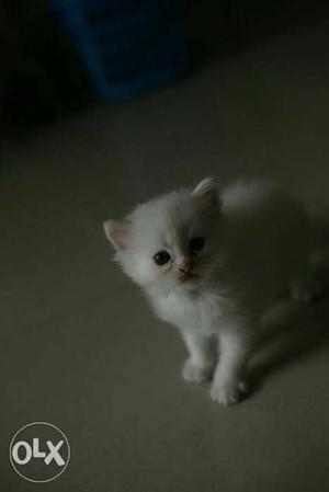 Persian Pure White Kittens,30 days old,Double