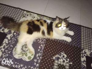 Persian cat doll face female 1 year old