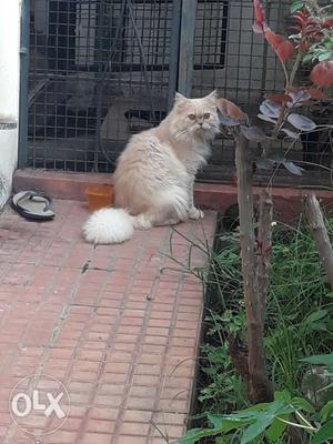 Persian cat male 10 months old