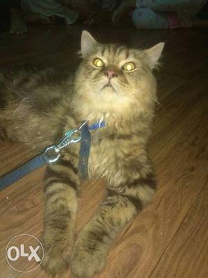 Persian cat - male pure breed very active