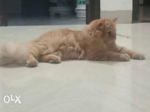 Persian cat orange colour male and 5 month old